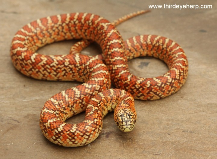 Hypomelanistic Brook's Kingsnake